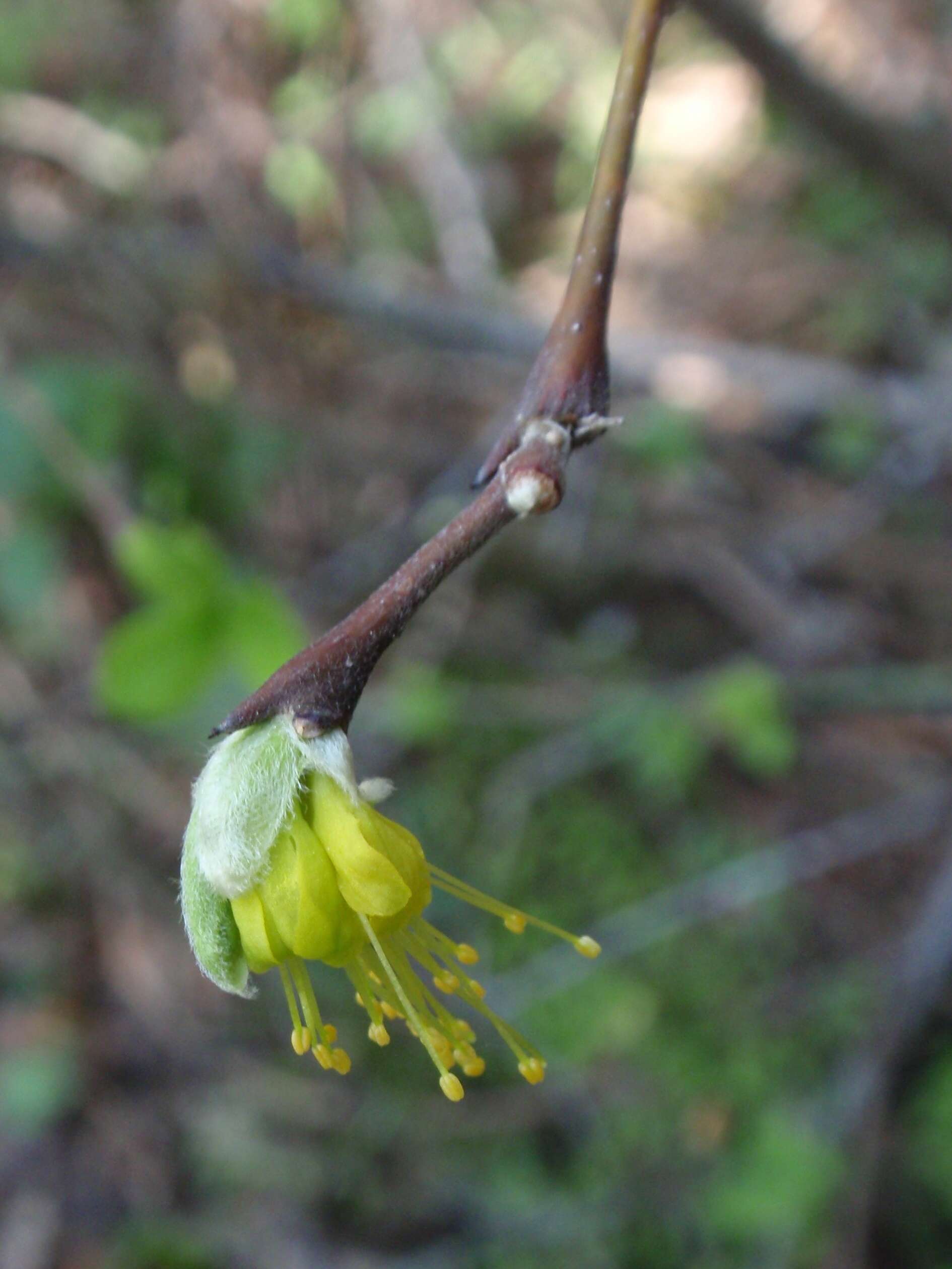 Sivun Dirca occidentalis A. Gray kuva