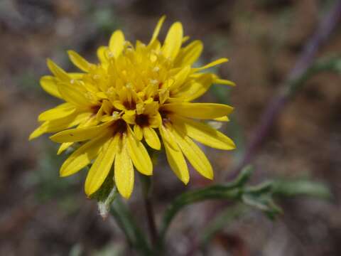 Lessingia germanorum Cham. resmi