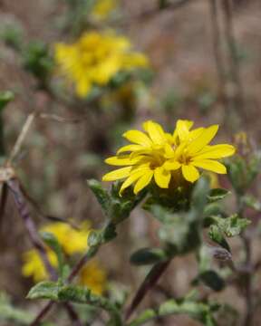 Lessingia germanorum Cham. resmi