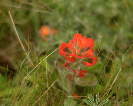 Image of Mendocino Coast Indian paintbrush