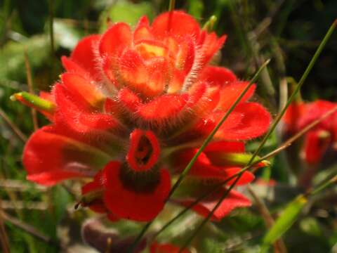 Image of Mendocino Coast Indian paintbrush