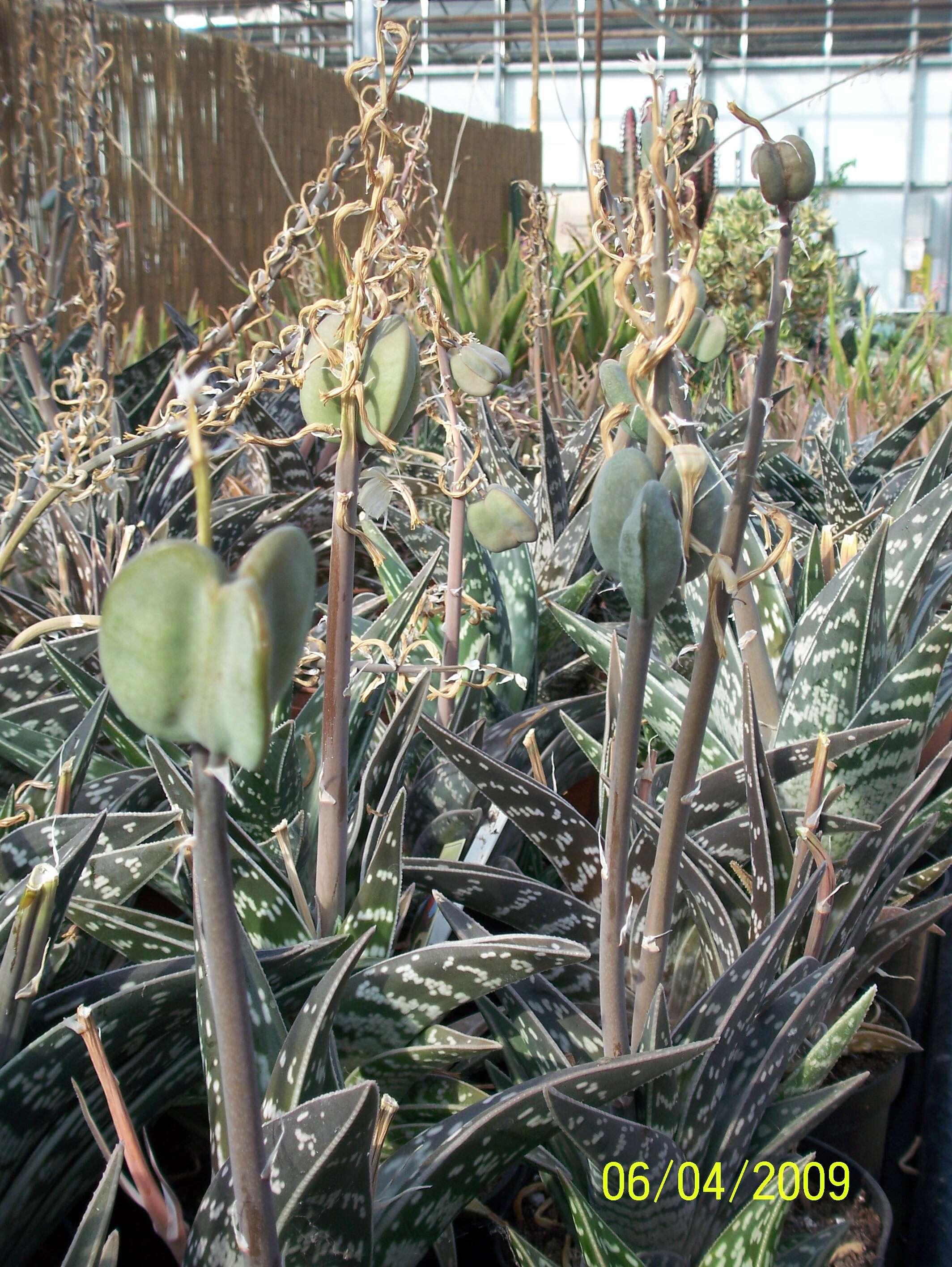 Sivun Gonialoe variegata (L.) Boatwr. & J. C. Manning kuva