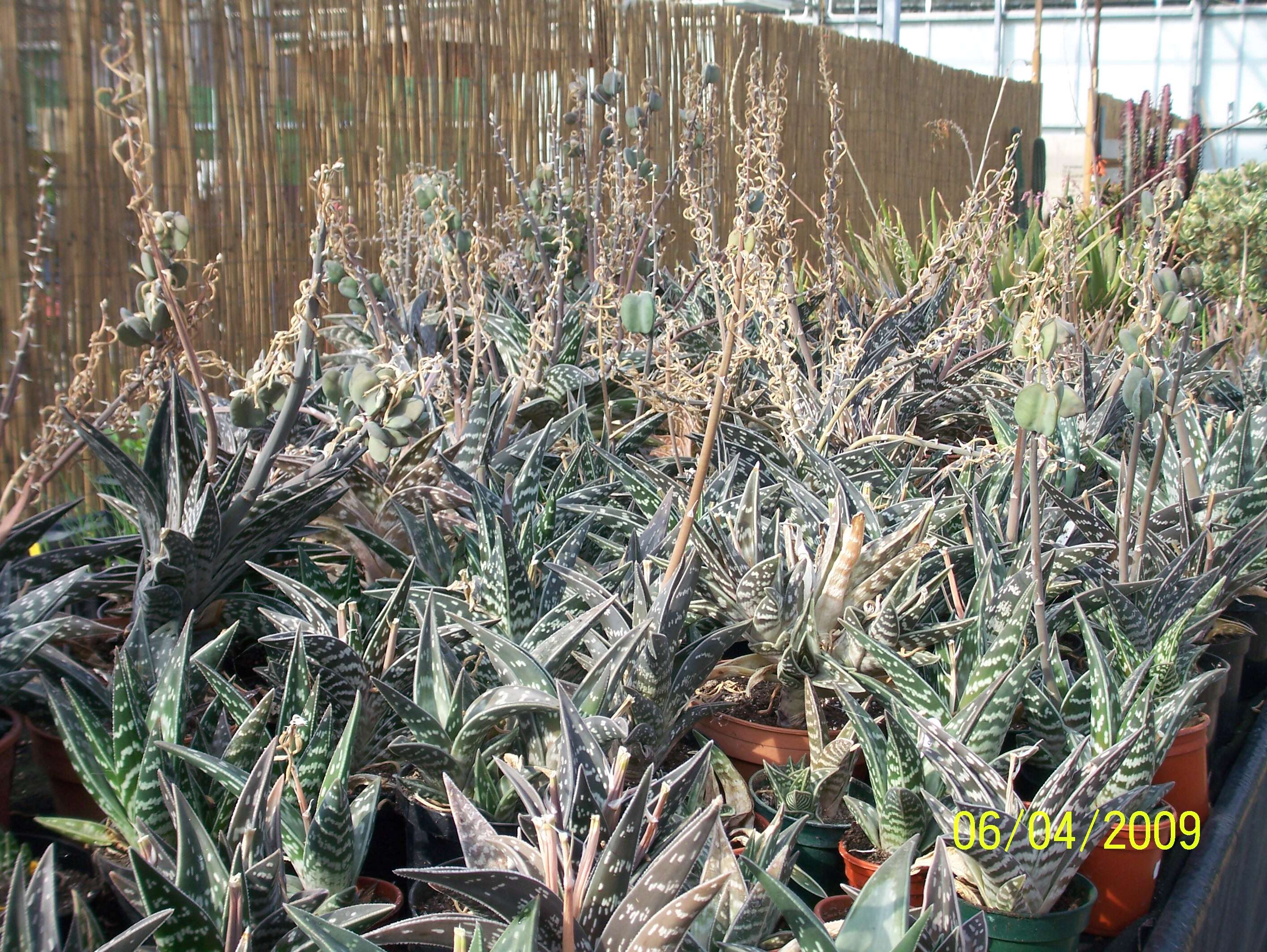 Sivun Gonialoe variegata (L.) Boatwr. & J. C. Manning kuva