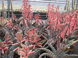 Sivun Gonialoe variegata (L.) Boatwr. & J. C. Manning kuva