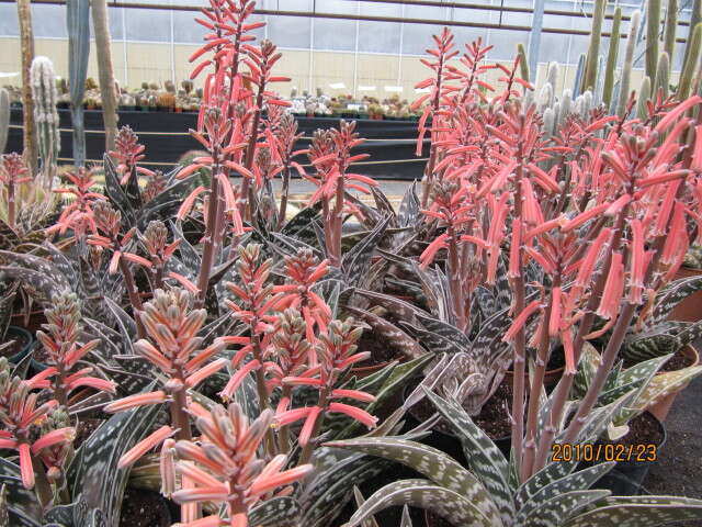 Sivun Gonialoe variegata (L.) Boatwr. & J. C. Manning kuva