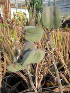 Sivun Gonialoe variegata (L.) Boatwr. & J. C. Manning kuva