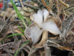 Sivun Gonialoe variegata (L.) Boatwr. & J. C. Manning kuva