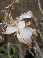 Sivun Gonialoe variegata (L.) Boatwr. & J. C. Manning kuva