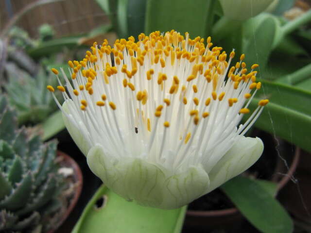 Imagem de Haemanthus albiflos Jacq.