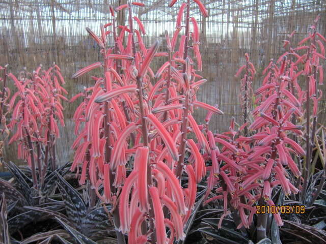 Sivun Gonialoe variegata (L.) Boatwr. & J. C. Manning kuva