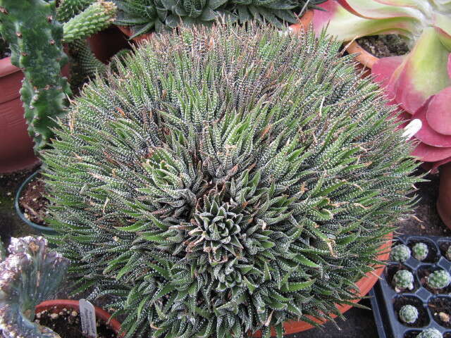 Image of Aloe haworthioides Baker