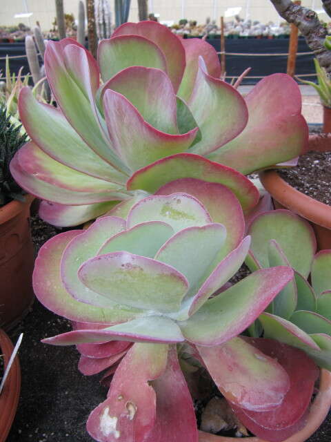 Image of Kalanchoe luciae