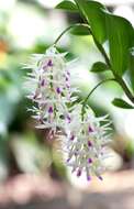 Imagem de Dendrobium amethystoglossum Rchb. fil.