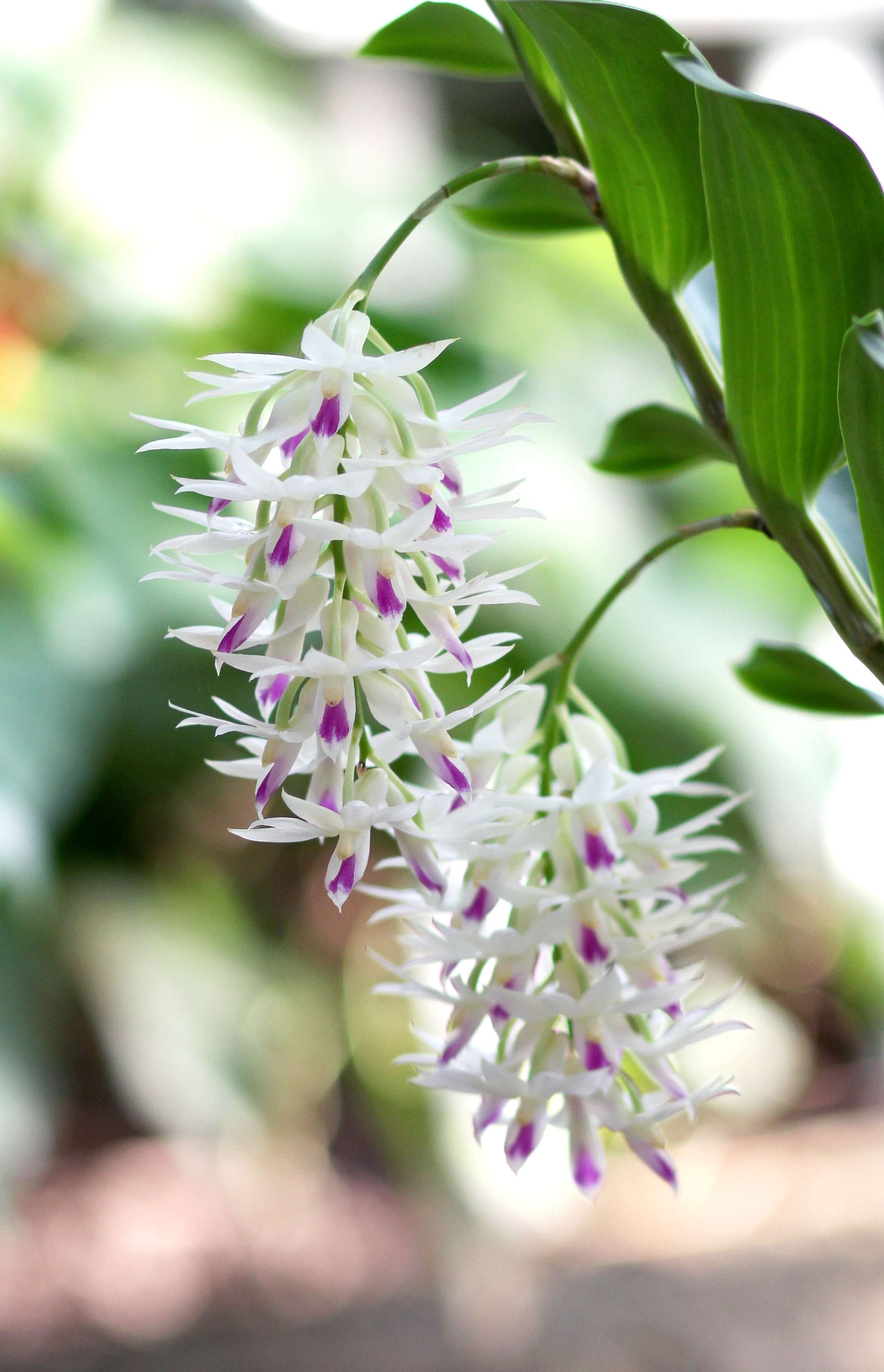 Imagem de Dendrobium amethystoglossum Rchb. fil.