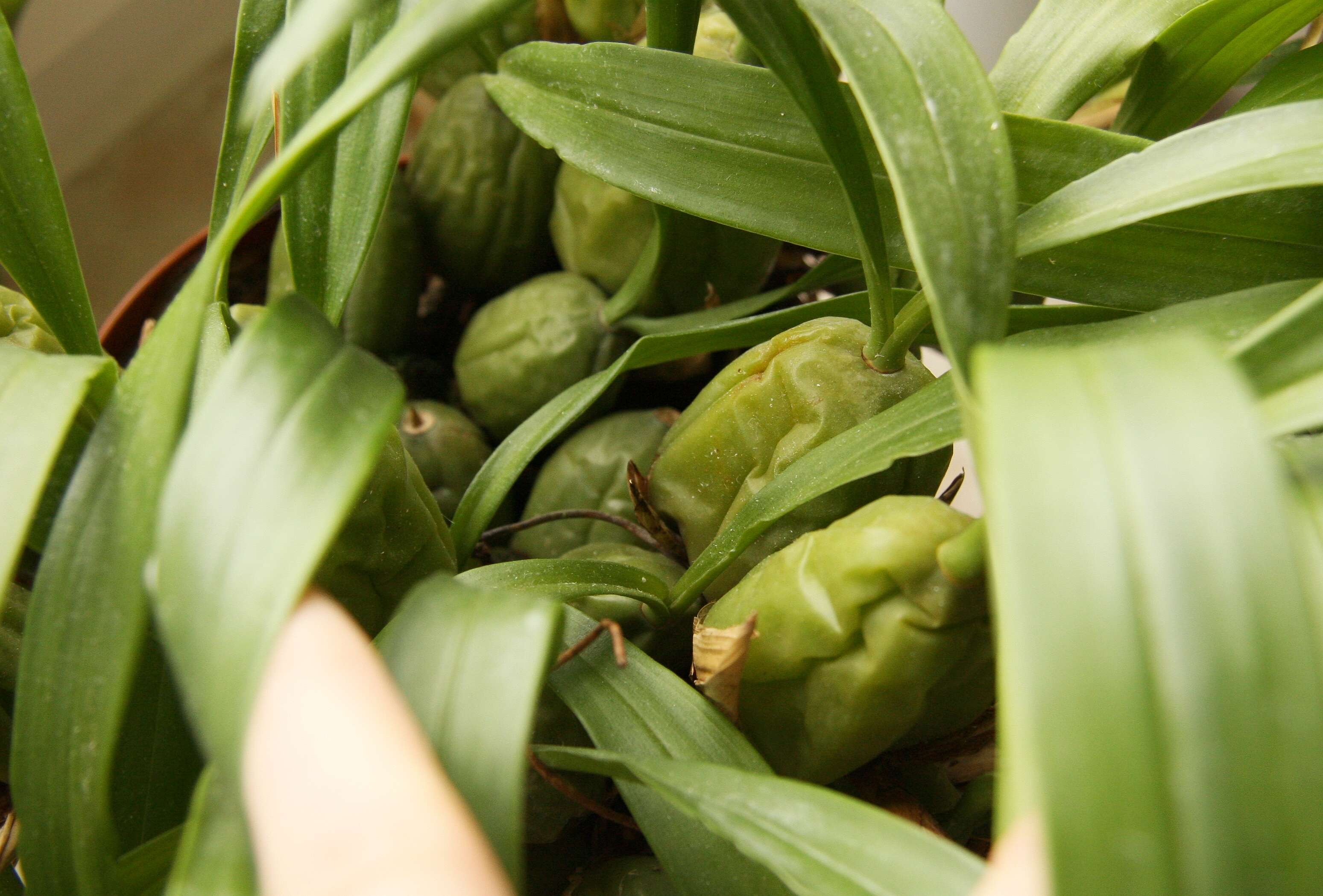 Image of Coelogyne cristata Lindl.