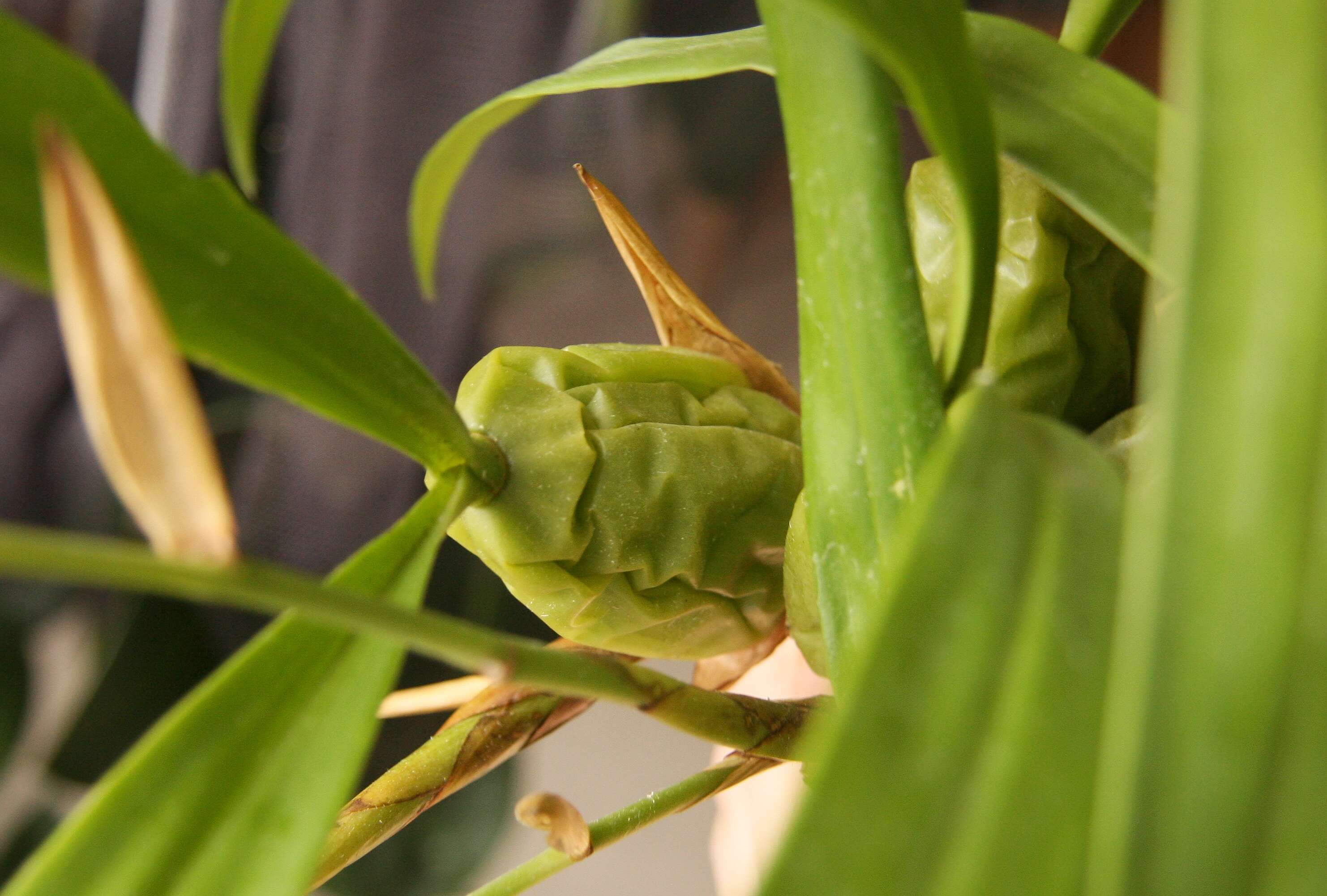 Image of Coelogyne cristata Lindl.