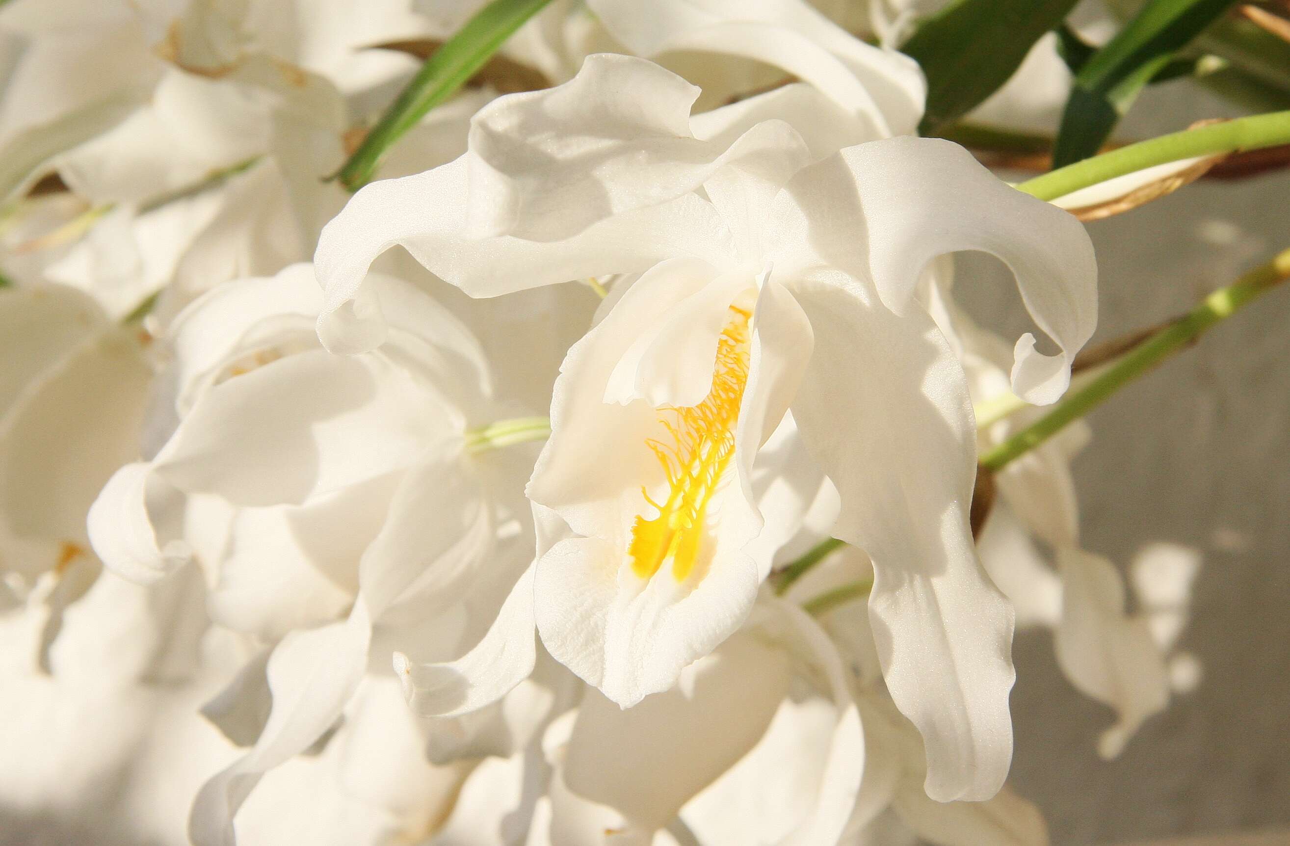 Image of Coelogyne cristata Lindl.