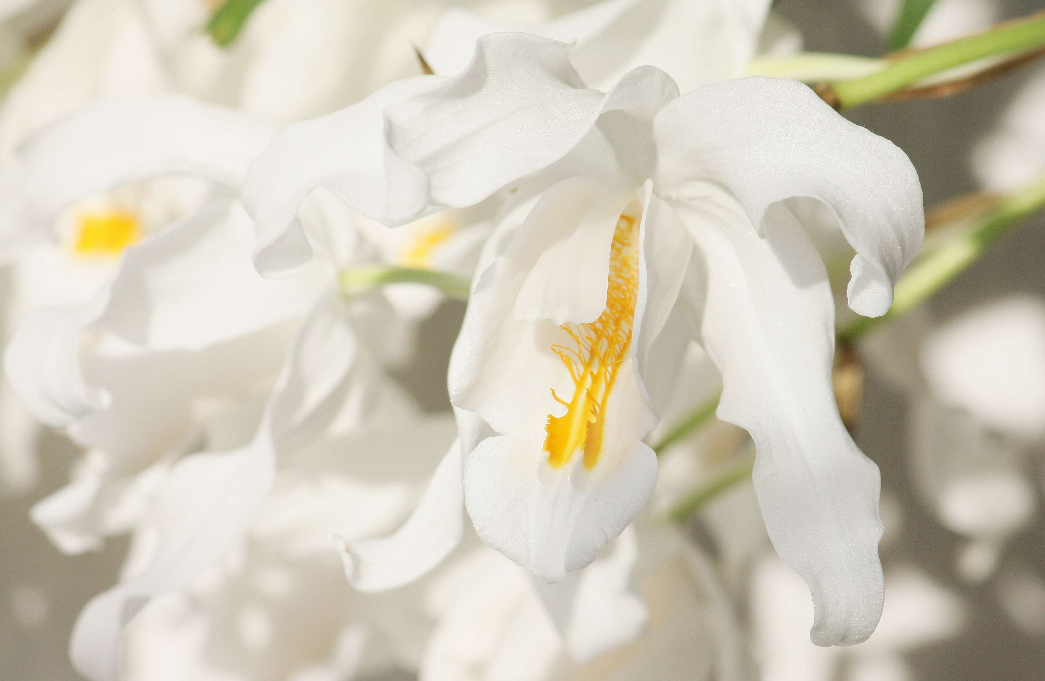 Image of Coelogyne cristata Lindl.