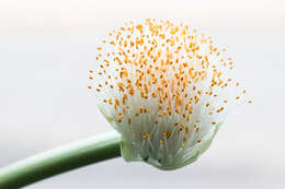 Imagem de Haemanthus albiflos Jacq.