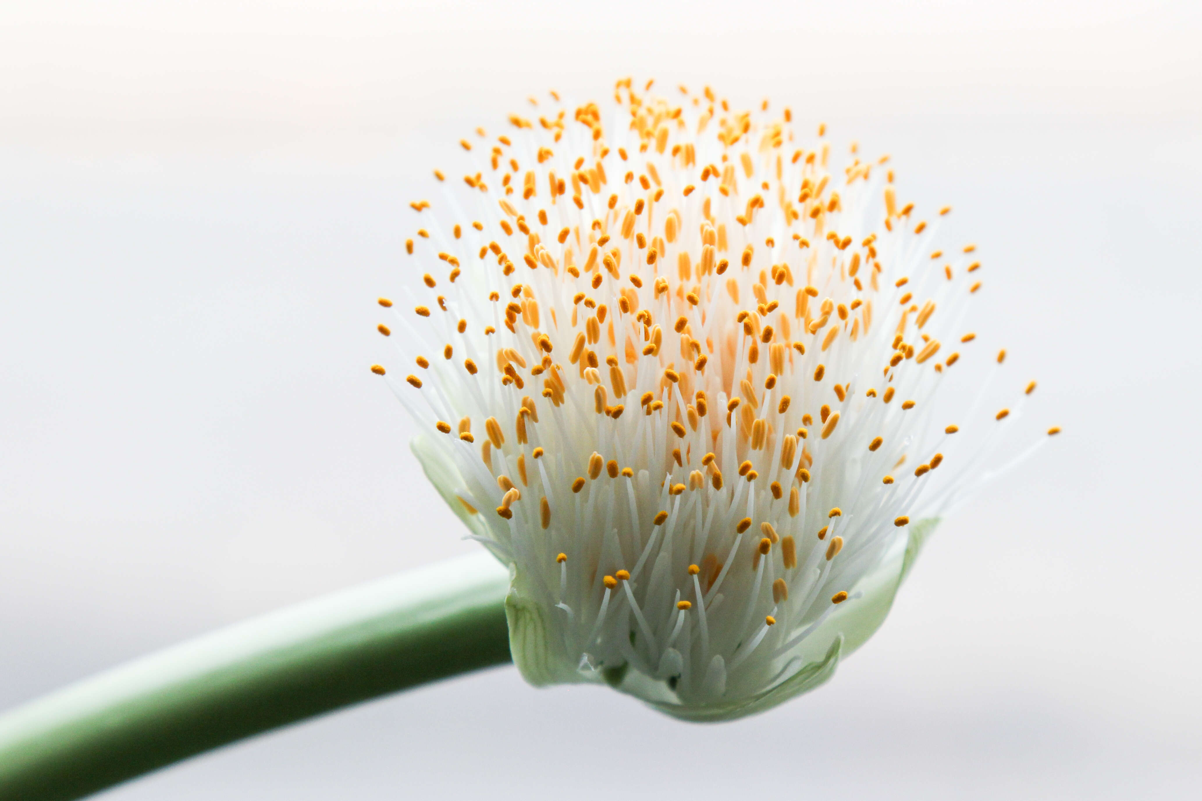 Imagem de Haemanthus albiflos Jacq.