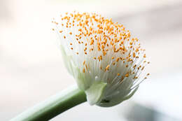 Imagem de Haemanthus albiflos Jacq.