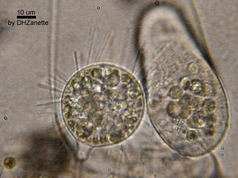 Image of Phyllopharyngea