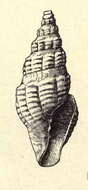 Sivun Cordieria rouaultii (Dall 1889) kuva