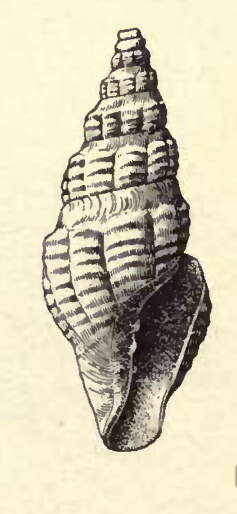 Image of Cordieria rouaultii (Dall 1889)