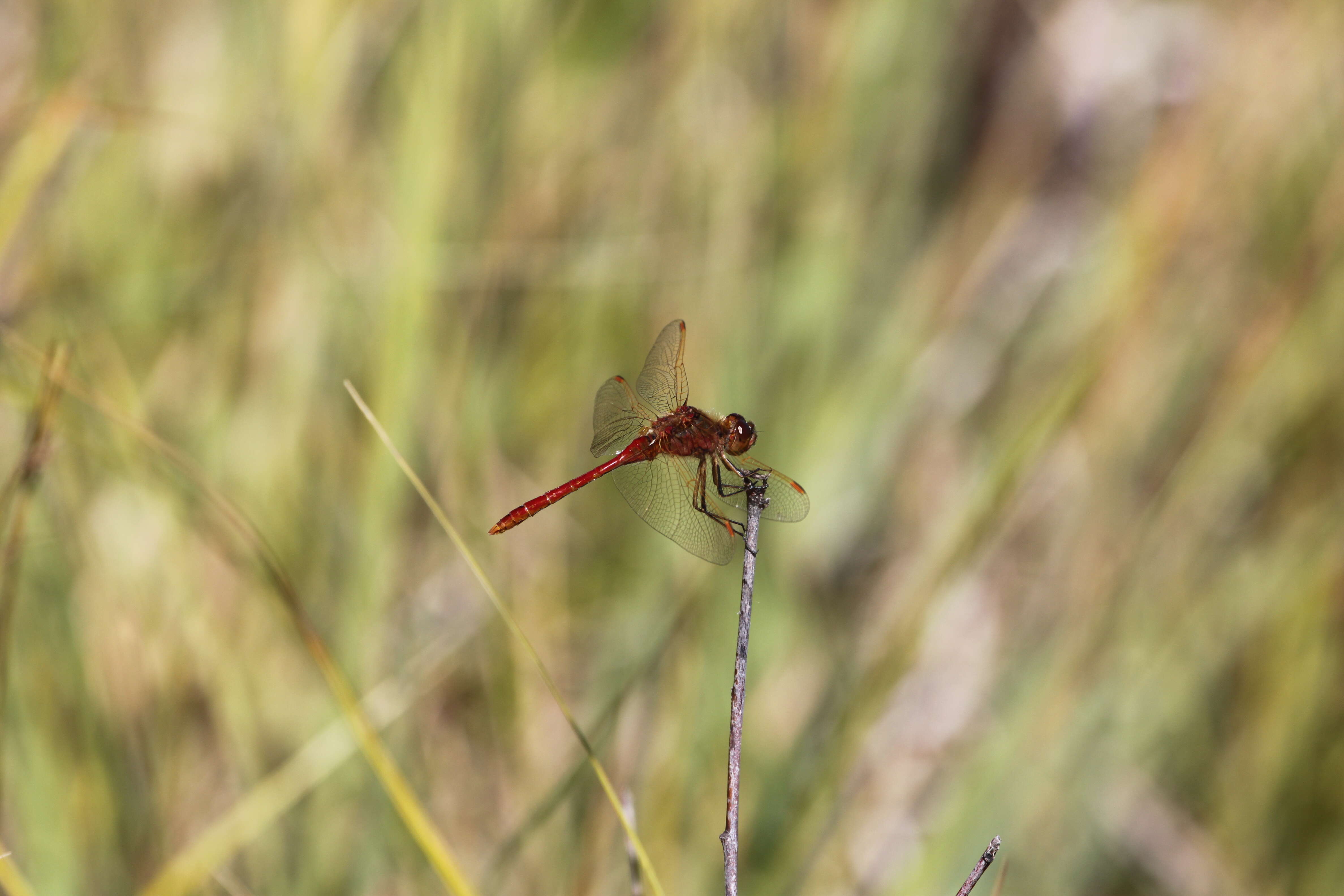 Image of Saffron-winged Meadowhawk