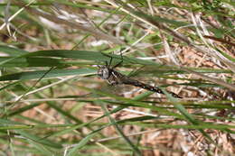 Image of California Darner