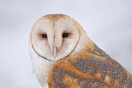 Image of American Barn Owl