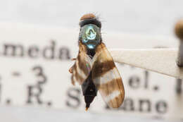 Image of cornsilk fly