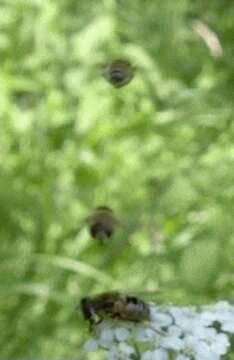 Image of <i>Eristalis nemorum</i>