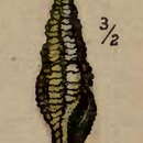 Image of Diptychophlia occata (Hinds 1843)