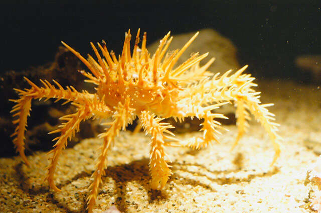 Image of Spiny King Crab