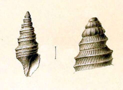 Sivun Drilliola loprestiana (Calcara 1841) kuva