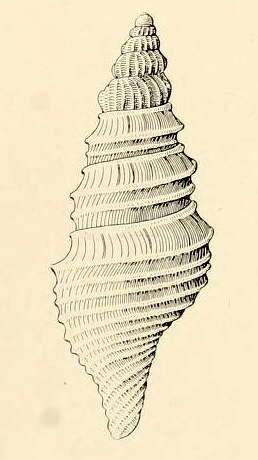 Sivun Microdrillia T. L. Casey 1903 kuva