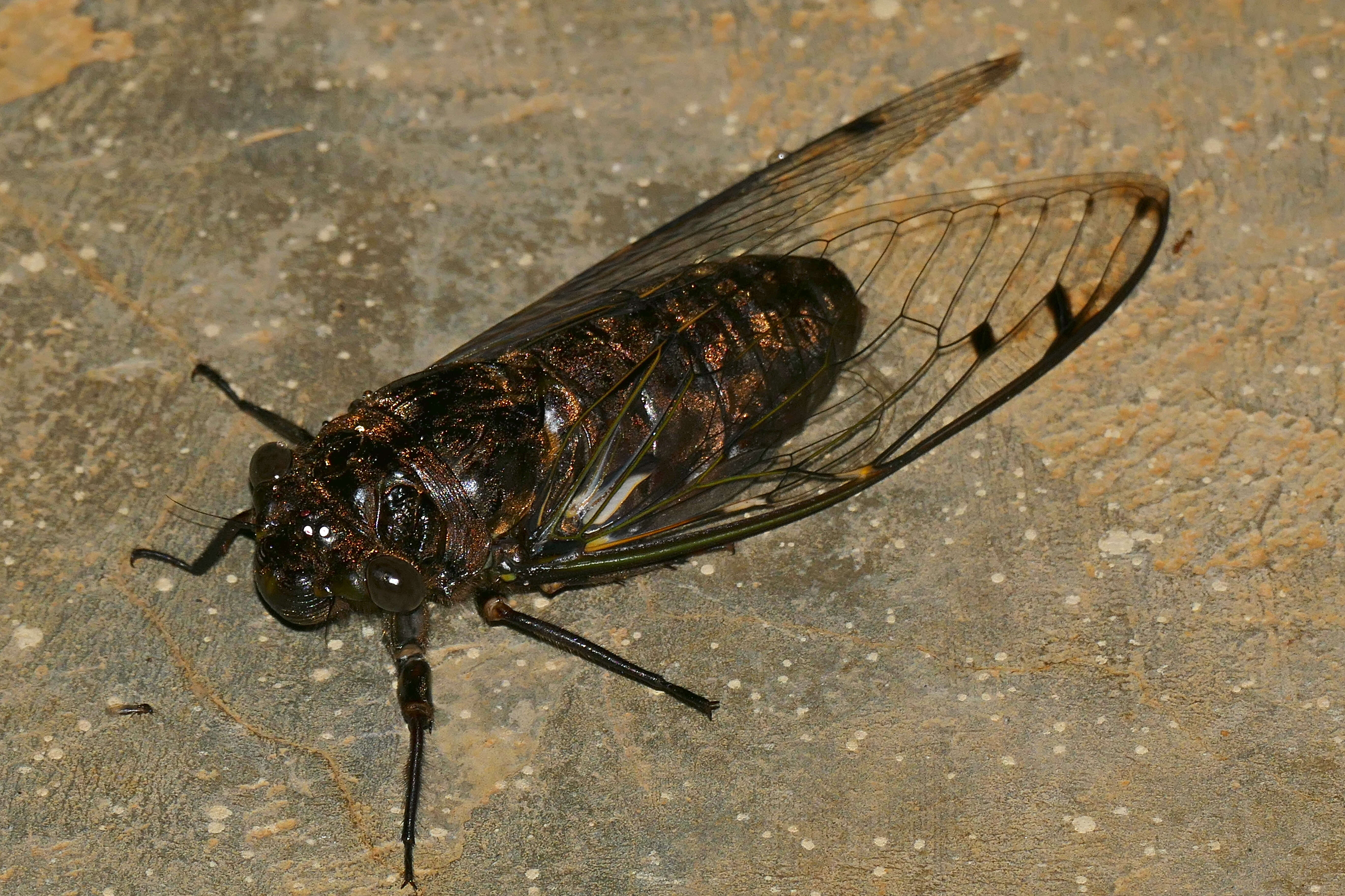 Image of Champaka viridimaculata (Distant 1889)