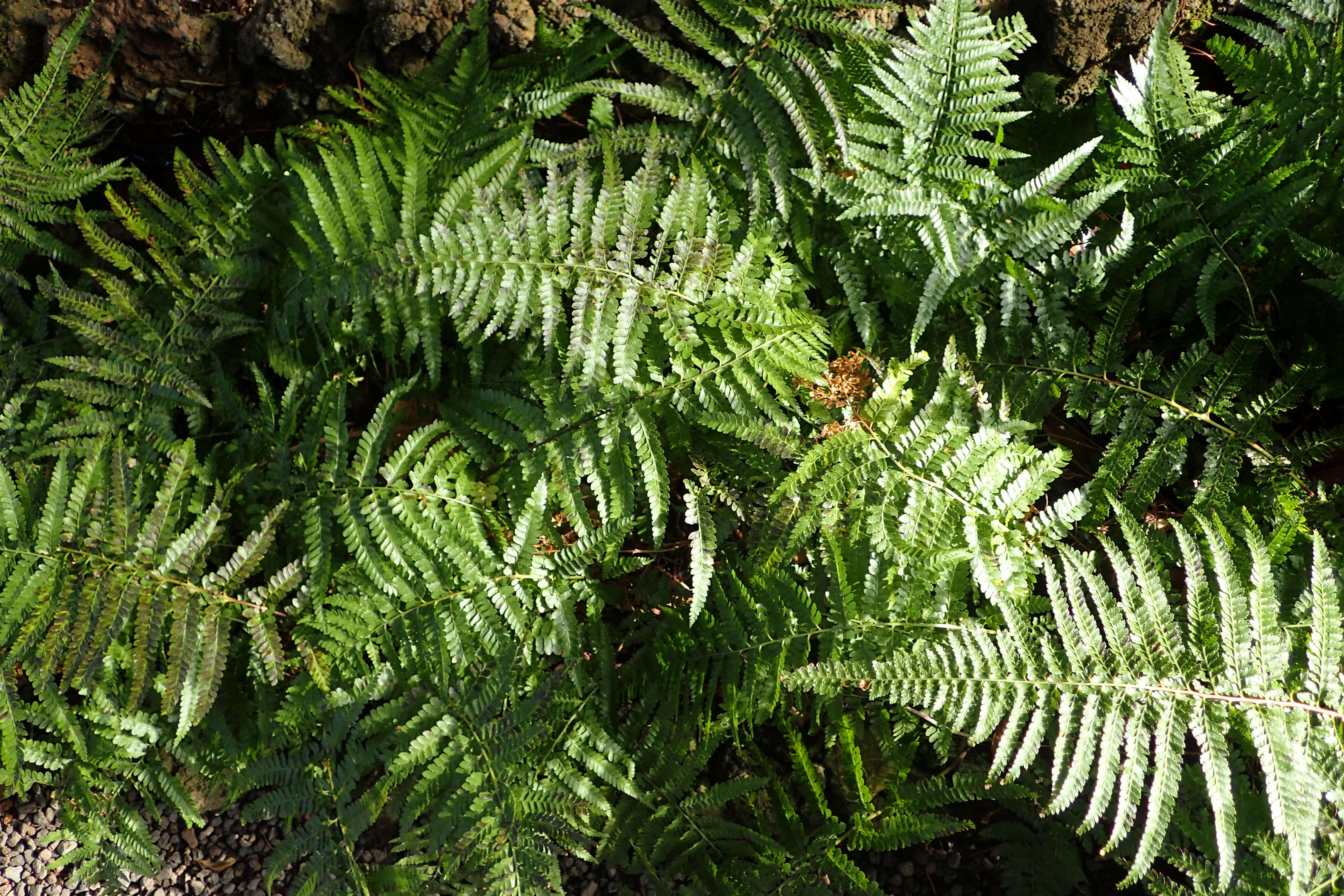 Microlepia strigosa (Thunb.) C. Presl resmi