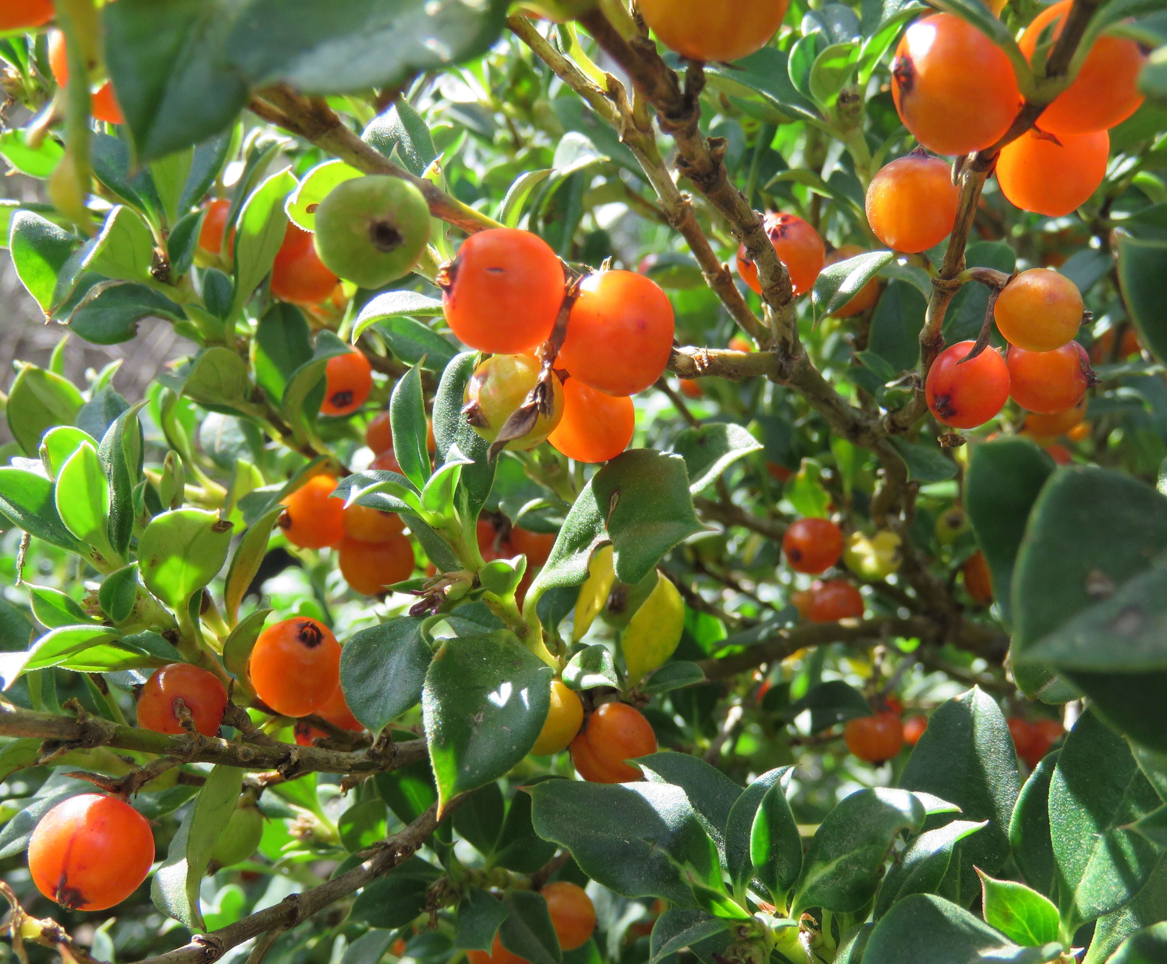 Image of Coprosma hirtella Labill.