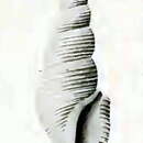 Image of Filodrillia columnaria Hedley 1922
