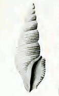 Image of Filodrillia columnaria Hedley 1922