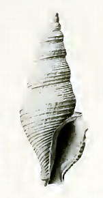 Image de Filodrillia mucronata Hedley 1922