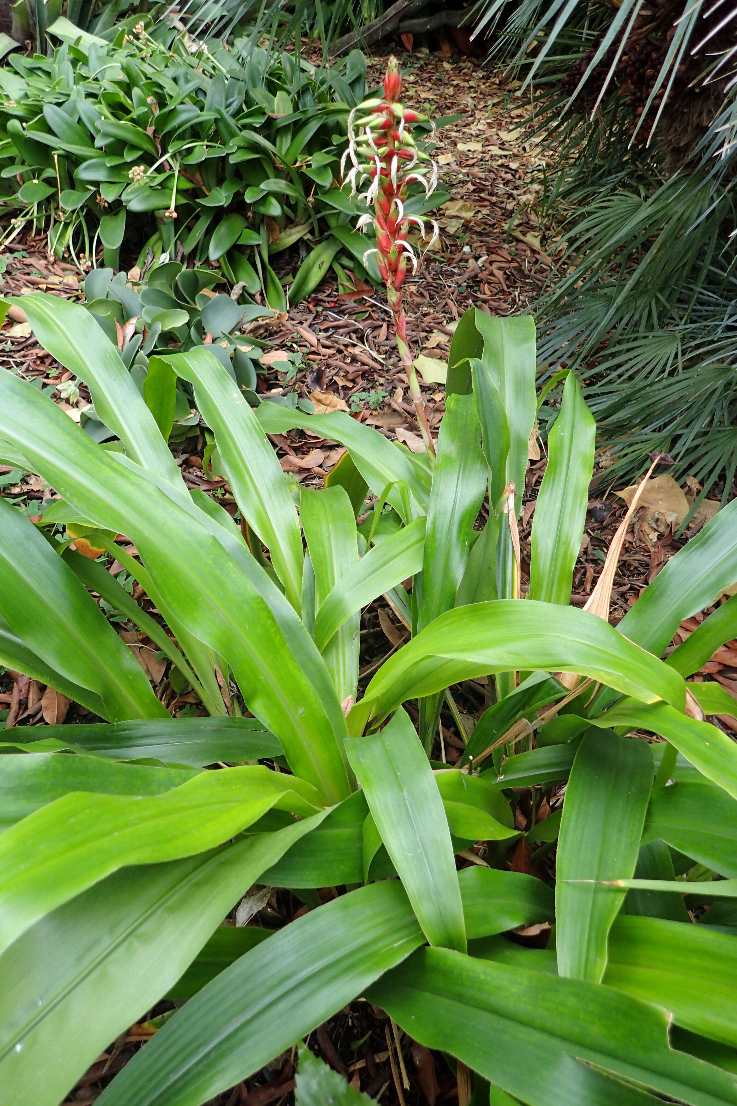 Image of Pitcairnia maidifolia (C. Morren) Decne. ex Planch.