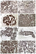 Image of Jaagsiekte sheep retrovirus