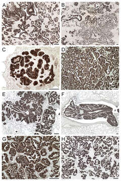 Image de Jaagsiekte sheep retrovirus