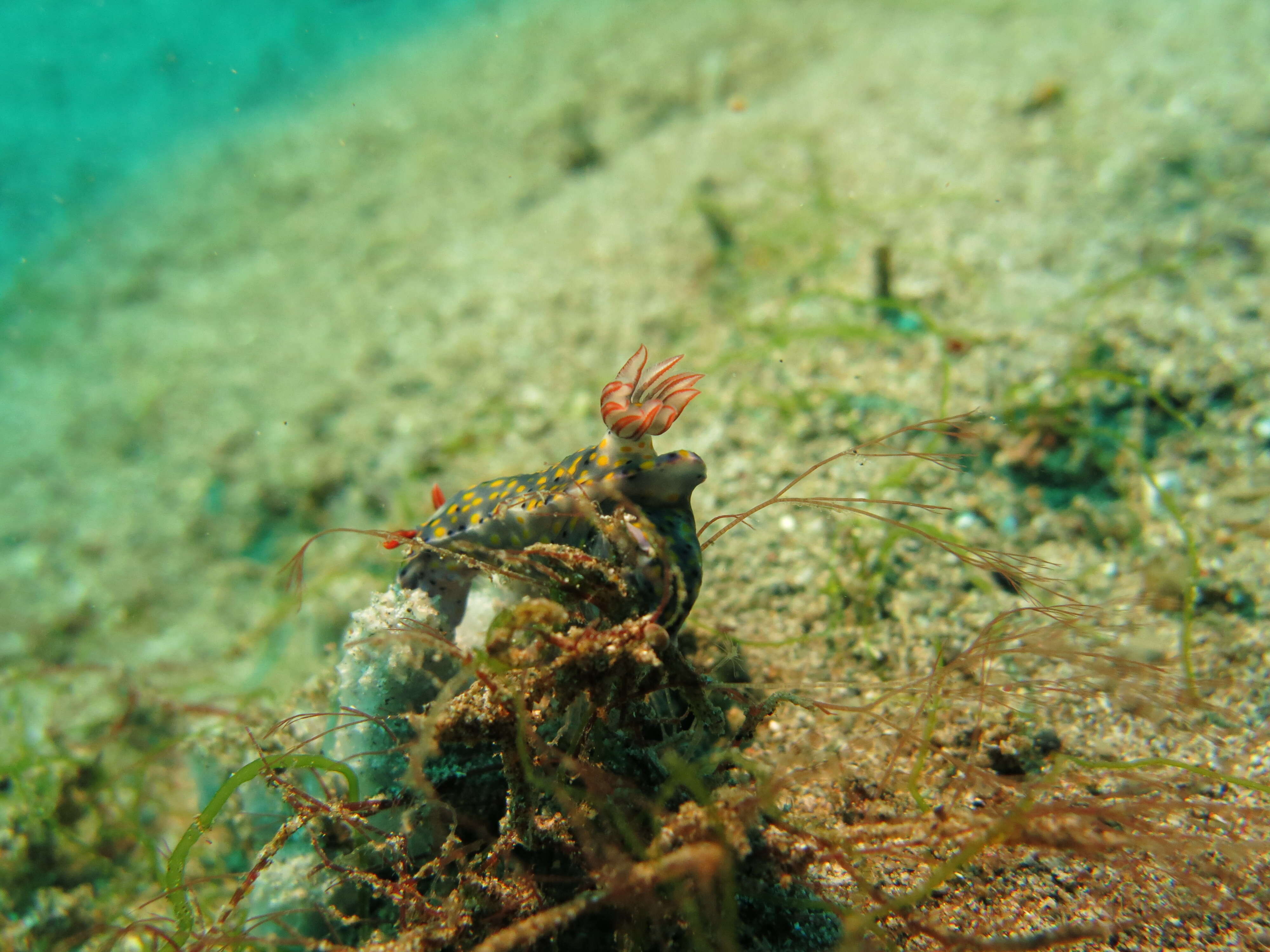 Image of Red gilled yellow spotted green slug