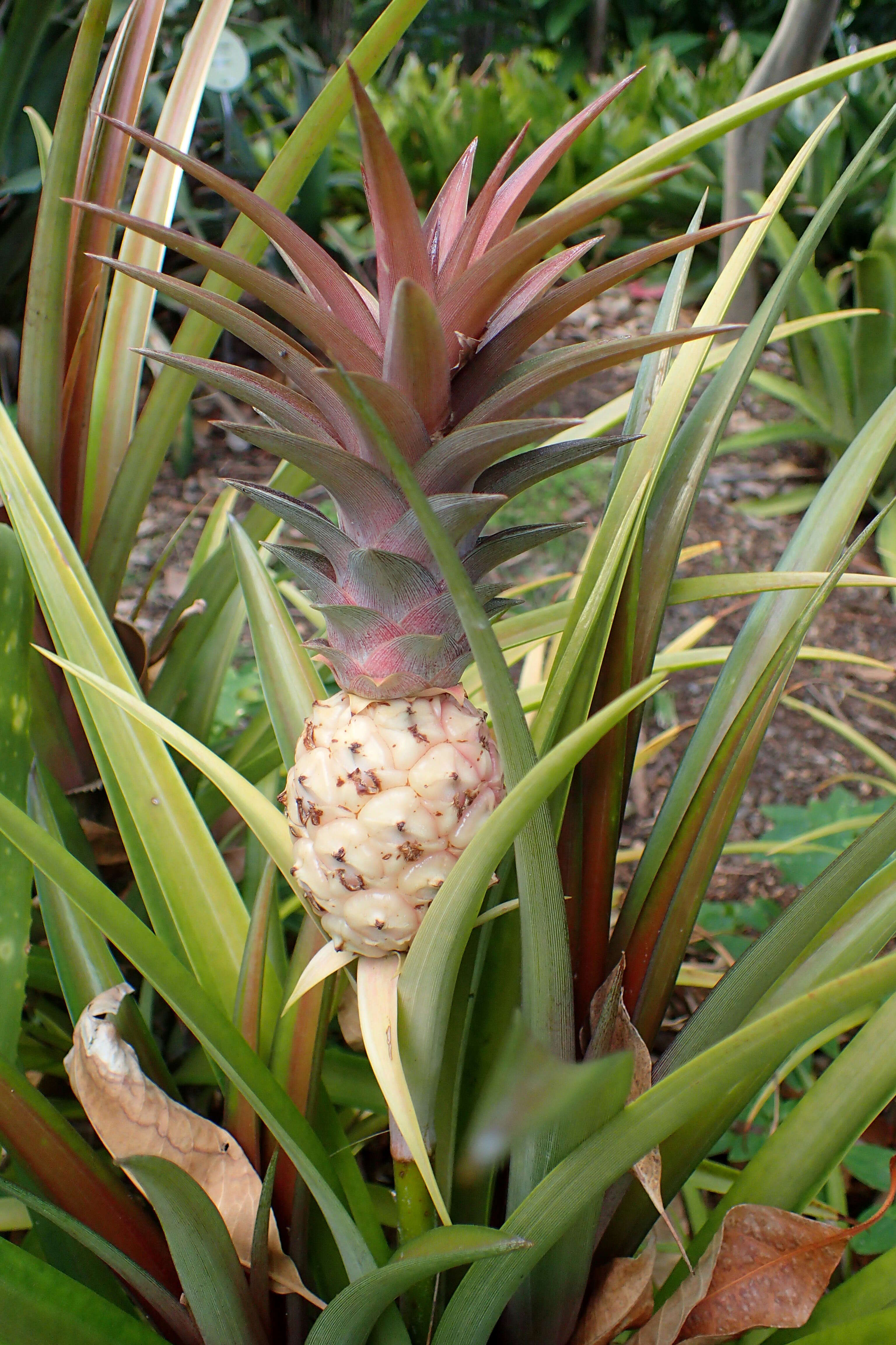 Ananas comosus var. comosus的圖片