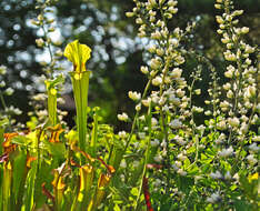 Image of Pitcher plant