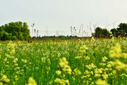 Imagem de Galium boreale L.